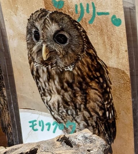福岡県福岡市中央区今泉にある「ふくろうカフェ天神」にいるモリフクロウのリリー